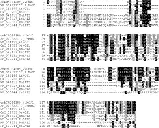 Alignment of BAT2 domains of proteins from different eukaryotic species. The BAT2 domains from Arabidopsis MOS1 (AtMOS1), rice MOS1 (OsI_38755_OsMOS1), grapevine (Vitus vinifera) MOS1 (embCAO64289_VvMOS1), poplar (Populus trichocarpa) MOS1 (XP_002322177_PtMOS1), human BAT2 (NP_542417_HsBAT2), mouse BAT2 (NP_064411_MmBAT2), and two BAT2-domain-containing protein from Drosophila melanogaster (DmBAT2) and C. elegans (CeBAT2) were aligned with ClustalX 2.0.11 and shaded with BOXSHADE (http://www.ch.embnet.org/software/BOX_form.html).