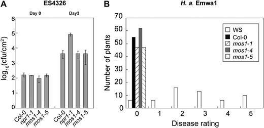 Analysis of pathogen resistance in mos1 single-mutant plants. A, Growth of P. syringae pv maculicola ES4326 in Col-0, npr1-1, mos1-4, and mos1-5 plants. The leaves of 4-week-old soil-grown plants were infiltrated with a suspension of the bacteria at OD600 = 0.0001. Leaf discs within the inoculated areas were taken 3 d after inoculation. Error bars represent sd from measurements of four independent samples. Each sample contained two leaf discs from two different infiltrated leaves on the same plant. cfu, Colony-forming units. B, Growth of H. arabidopsidis Emwa1 on Wassilewskija (WS), Col-0, mos1-1, mos1-4, and mos1-5 plants. Two-week-old seedlings were sprayed with Emwa1 spores at a conidiospore suspension concentration of 50,000 spores per mL of water. The infection was rated as follows on 20 plants 7 d after infection by counting the number of conidiophores per infected leaf: 0, no conidiophores on the plants; 1, no more than five conidiophores per infected leaf; 2, six to 20 conidiophores on a few of the infected leaves; 3, six to 20 conidiophores on most of the infected leaves; 4, five or more conidiophores on all infected leaves; 5, 20 or more conidiophores on all infected leaves.