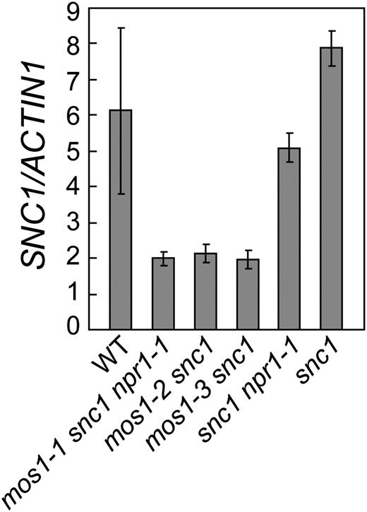 mos1 mutations suppress snc1 expression. SNC1/snc1 expression in wild type (WT), mos1-1 snc1 npr1-1, mos1-2 snc1, mos1-3 snc1, snc1 npr1-1, and snc1. Total RNA was extracted from 12-d-old seedlings grown on Murashige and Skoog medium. Relative expression levels of snc1 were determined by real-time PCR. Values were normalized to the expression of ACTIN1. Error bars represent sd from three measurements. The gene expression analysis was performed on three batches of independent grown plants. Similar results were obtained from different batches of plants and data shown are representatives from one of the experiments.