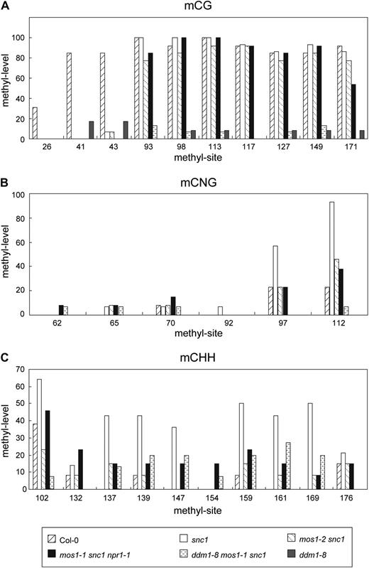 DNA methylation levels of a region upstream of SNC1. Bisulfite conversion sequencing results of mCG (A), mCNG (B), and mCHH (C) in wild type, snc1, mos1-2 snc1, mos1-1 snc1 npr1-1, ddm1-8 mos1-1 snc1, and ddm1-8 mutant plants. The sequenced region is about 3 kb upstream of the ATG of SNC1. N represents any base. H represents any base except for G. The unconverted original sequence and the position of different methyl sites are shown in Supplemental Figure S7.