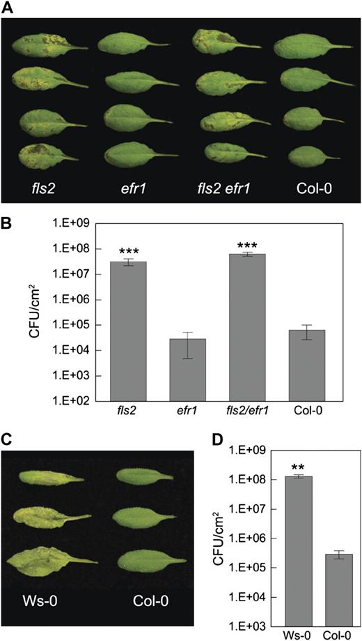fls2 and Ws-0 plants exhibit enhanced susceptibility to COR-deficient mutant bacteria. Leaf appearances (A and C) and bacterial populations (B and D) 3 d after surface inoculation with Pst DC3118 at 1E + 8 CFU/mL. Results are displayed as means of four different leaves from four different plants, with ses indicated. Statistical differences are detected with ANOVA (P = 0.0001) followed by Turkey's multiple comparison test (showing comparisons to Col-0; ***, P < 0.001) for B, and with two-tailed t test (**, P < 0.01) for D.