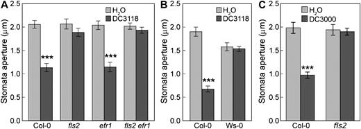 Stomatal closure responses to COR-deficient or wild-type bacteria. Stomatal apertures from leaf peels of Col-0, fls2, efr-1, and fls2 efr-1 plants treated with water or Pst DC3118 at 1E + 8 CFU/mL (A), Col-0 and Ws-0 plants treated with water or Pst DC3118 at 1E + 8 CFU/mL (B), and Col-0 and fls2 plants treated with water or Pst DC3000 at 1E + 8 CFU/mL (C). Results are displayed as means of 30 to 60 stomata, with ses indicated. Statistical differences between water and bacterial treatment are detected with two-tailed t test (***, P < 0.001). In all our experiments, to preserve the stomatal aperture status in plants used for both stomatal and bacterial pathogenesis assays, we did not further treat leaf peels in any stomatal opening buffer.