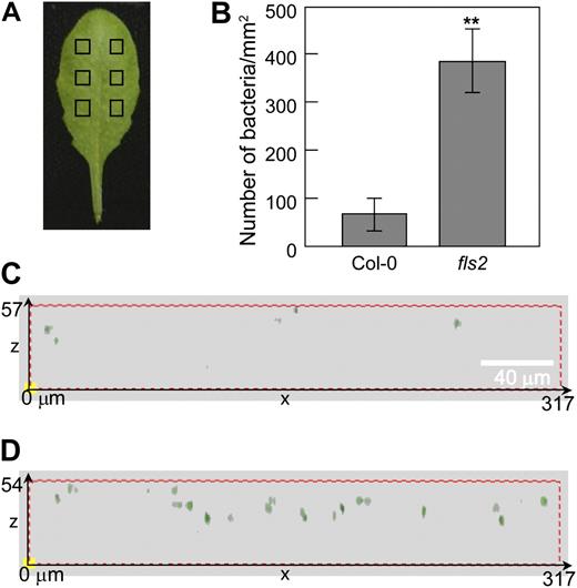 Entry of Pst DC3118-GFP into Col-0 and fls2 leaves detected by confocal microscopy. A, A Col-0 leaf with sampling areas indicated by squares. B, Numbers of bacteria observed, showing means from six microscopic views (0.1 mm2 each) with ses. Statistical difference is detected with a two-tailed t test (**, P < 0.01). C and D, Side views of three-dimensional models reconstructed from overlaid z-sections of GFP channel in Col-0 and fls2 leaves, respectively. The dimensions of the leaf section (in μm) of axis (x, z) are labeled. Please note that GFP-labeled bacteria (green dots) are inside the leaves.