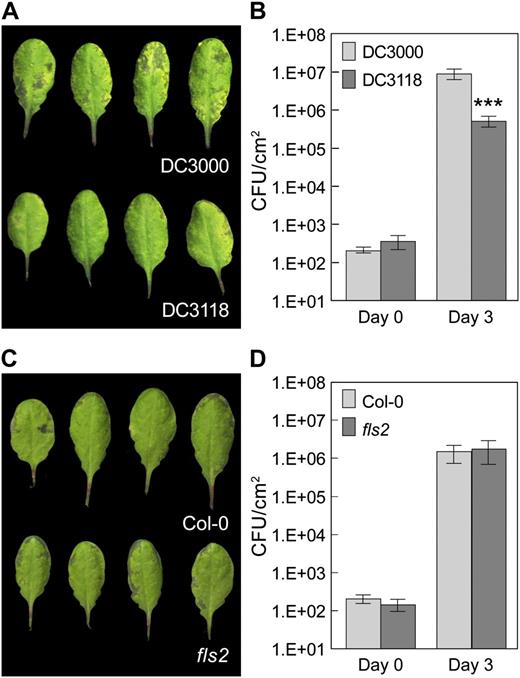 Susceptibility of plants to Pst DC3000 or Pst DC3118 when inoculated by infiltration at 1E + 5 CFU/mL. A, Leaf appearance of Col-0 plants 3 d after bacterial infiltration. B, Bacterial population in Col-0 leaves at day 0 and day 3 after infiltration. C, Leaf appearance (abaxial sides) 3 d after infiltration with Pst DC3118. D, Bacterial populations at day 0 and day 3 after infiltration with Pst DC3118. Results displayed here (B and D) are means of four different leaves from four different plants, with ses indicated. Statistical differences are detected with two-tailed t test (***, P < 0.001).