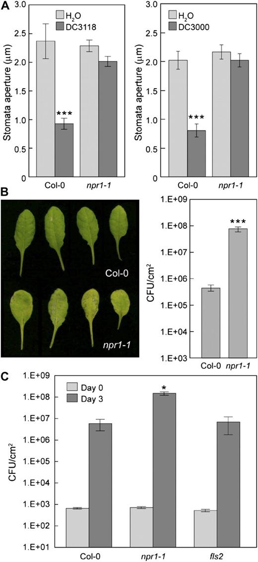 Role of NPR1 in plant response to COR-deficient or wild-type Pst DC3000 bacteria. A, Stomatal apertures in Col-0 and npr1-1 leaf peels incubated with Pst DC3118 or DC3000 at 1E + 8 CFU/mL. Results are displayed as means of 30 to 60 stomata with ses shown. B, Leaf appearance and bacterial populations 3 d after dip inoculation of Col-0 and npr1-1 plants with Pst DC3118 at 1E + 8 CFU/mL. C, Bacterial populations at day 3 in leaves of Col-0, npr1-1, and fls2 plants infiltrated with Pst DC3118 at 1E + 5 CFU/mL. B and C, Results are displayed as means of four different leaves from four different plants, with ses shown. Statistical differences are detected with two-tailed t test (***, P < 0.001) for A and B, and with ANOVA (P = 0.014) followed by Turkey's multiple comparison test (showing comparisons to Col-0; *, P < 0.05) for C.