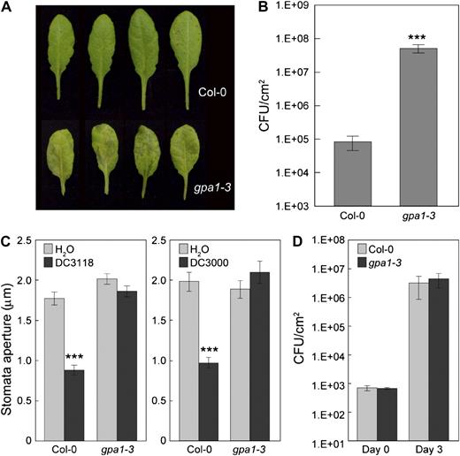 The involvement of GPA1 in response to COR-deficient or wild-type Pst DC3000 bacteria. Leaf appearance of (A) and bacterial populations in (B) Col-0 and gpa1-3 plants dip inoculated with Pst DC3118 at 1E + 8 CFU/mL. C, Stomatal apertures of Col-0 and gpa1-3 leaf peels treated with water and Pst DC3118 or DC3000 at 1E + 8 CFU/mL. D, Bacterial populations at day 0 and day 3 in leaves of Col-0 and gpa1-3 plants infiltrated with Pst DC3118 at 1E + 5 CFU/mL. Results are displayed as means with ses from four different leaves of four different plants for B and D, and of 30 to 60 stomata for C. Statistical differences are detected with two-tailed t test (***, P < 0.001).