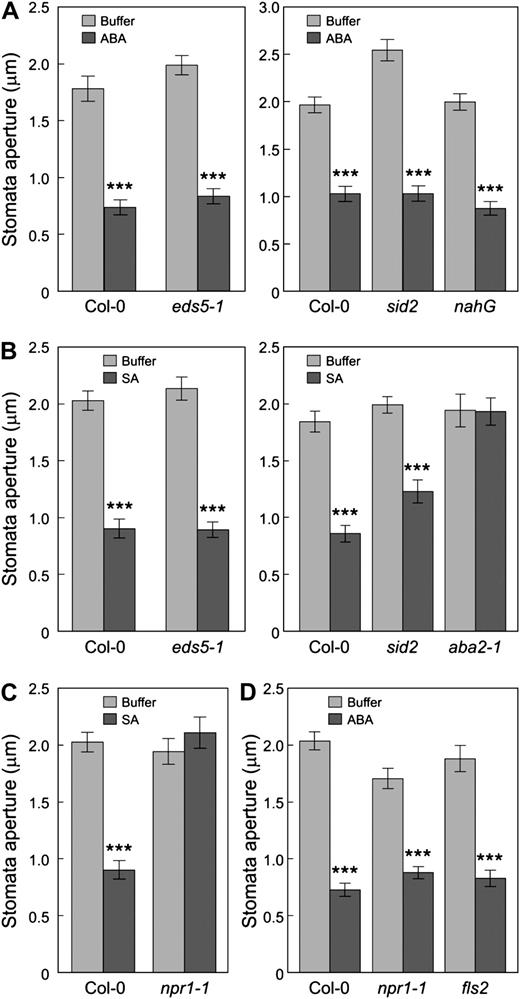 SA acts upstream of ABA in stomatal closure response. Data shown here are stomatal apertures of Col-0, eds5-1, sid2, and nahG leaf peels treated with buffer or ABA (10 μ m; A); Col-0, eds5-1, sid2, and aba2-1 leaf peels treated with buffer or SA (20 μ m; B); Col-0 and npr1-1 leaf peels treated with buffer or SA (20 μ m; C); and Col-0, npr1-1, and fls2 leaf peels treated with buffer or ABA (10 μ m; D). All results are displayed as means of 30 to 60 stomata, with ses indicated. Statistical differences between chemical treatments and buffer controls are detected with two-tailed t test (***, P < 0.001).