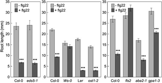 Root elongation response to flg22 treatment. Data shown here are root lengths of wild-type plants Col-0 and Ler; mutant plants eds5-1 (SA synthesis), ost1-2 (ABA signaling, Ler background), aba2-1 (ABA synthesis), and gpa1-3 (α-subunit of the heterotrimeric G protein, ABA signaling) that were grown in liquid Murashige and Skoog medium for 10 d in the presence or absence of flg22 (10 μ m). Results are displayed as means of 15 to 24 plants, with ses indicated. Statistical differences between treatments with or without flg22 are detected with two-tailed t test (***, P < 0.001).