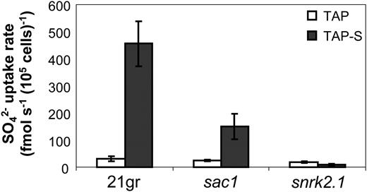 SO4 2− uptake in wild-type Chlamydomonas cells (21gr) and the sac1 and snrk2.1 mutant strains. Uptake rates were determined at 250 μ m SO4 2− (specific activity, 330 Ci mol−1). The initial SO4 2− uptake rate was calculated from the slope of the line defining the transport of SO4 2− into cells as a function of time. The values are averages of three experiments with a single biological replicate, although similar results were obtained in independent experiments, and error bars represent 1 sd.