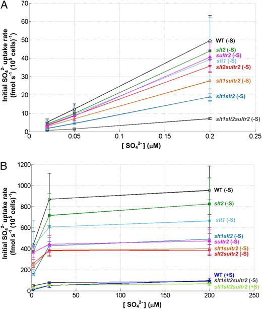 Characteristics of SO4 2− transport in wild-type (WT) cells and single, double, and triple mutants in S-replete medium or medium devoid of S (deprived of S for 24 h). Transport assays were performed as a function of the external SO4 2− concentrations: 0.02 to 0.2 μ m (A) and 2 to 200 μ m (B). Initial rates of uptake are expressed as fmol SO4 2− s−1 105 cells−1. Values are averages of two to four biological replicates, and each biological experiment was performed in duplicate. Error bars represent 1 sd.