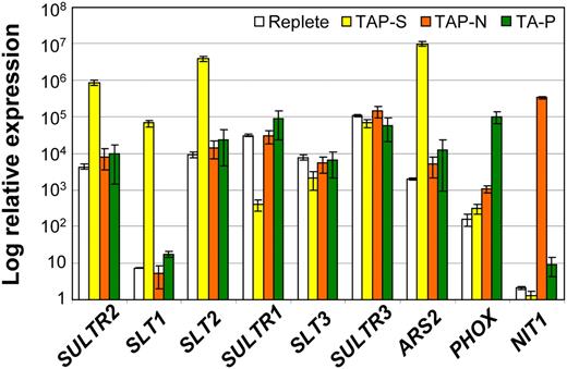 RT-qPCR analysis of transcript accumulation. Levels of SULTR2, SLT1, SLT2, SULTR1, SLT3, SULTR3, ARS2, PHOX, and NIT1 transcripts were measured in cells deprived of S, N, or P (samples were collected 12 h after transferring cells from nutrient-replete medium to medium devoid of S, N, or P). Levels of individual transcripts are represented as relative abundance with respect to the housekeeping control gene (CBLP).