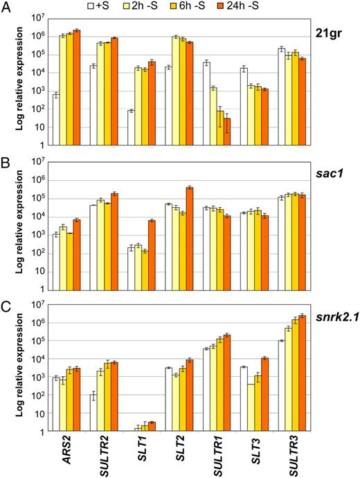 Changes in transcript abundance for the various SO4 2− transporters following imposition of S deprivation. Levels of transcripts encoding ARS2, SULTR2, SLT1, SLT2, SULTR1, SLT3, and SULTR3 were measured by RT-qPCR for wild-type cells (A) and the sac1 (B) and snrk2.1 (C) mutants. RNA samples were isolated from cells 0, 2, 6, and 24 h after they were transferred from TAP to TAP−S medium. The increase in ARS2 transcript abundance was used as a positive control to demonstrate proper S-starvation responses in wild-type cells.