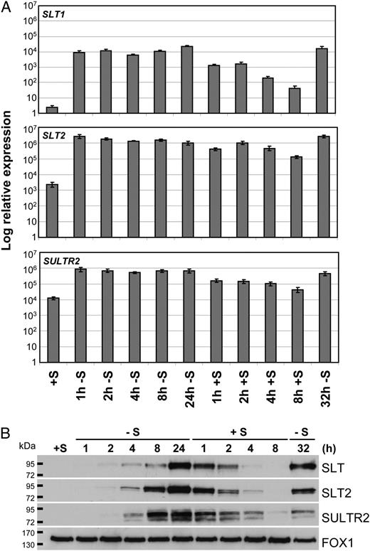 Accumulation of SULTR2, SLT1, and SLT2 transcripts and proteins and their decay following the addition of SO4 2− to S-deprived cells. Time course of accumulation of SULTR2, SLT1, and SLT2 mRNAs (A) and polypeptides (B) upon transfer of cells from S-replete to TAP−S medium is shown. After 24 h in TAP−S, 1 mm MgSO4 was added to starved culture. Samples were taken at 1, 2, 4, 8, 24, and 32 h after the starvation (from +S to −S) and 1, 2, 4, and 8 h after the addition of SO4 2− back to cultures that had been S starved for 24 h. RNA and protein isolations are described in “Materials and Methods.” A ferroxidase, FOX1, served as a loading control (accumulation of FOX1 is S independent).