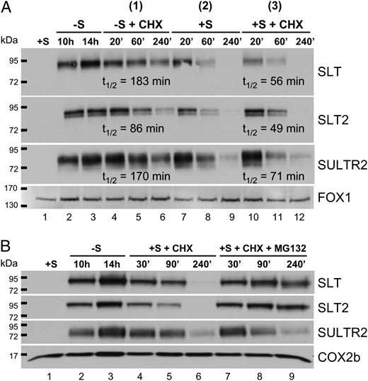 Determination of half-lives of SULTR2, SLT1, and SLT2 proteins and the role of the proteasome in degradation. A, Chlamydomonas cells were grown in TAP and transferred to TAP−S. After 10 h of starvation, the culture was split into three aliquots: CHX was added to aliquots 1 and 3, and 1 mm SO4 2− was added to aliquots 2 and 3. Samples were taken prior to starvation (lane 1), after 10 and 14 h of starvation (lanes 2 and 3, respectively), and 20, 60, and 240 min after the addition of CHX (lanes 4–6), SO4 2− (lanes 7–9), and SO4 2− + CHX (lanes 10–12). B, Identical cultures were used for this analysis, except that the cells starved for S for 10 h were administered SO4 2− + CHX (lanes 4–6) or SO4 2− + CHX + MG132 (lanes 7–9). The experiment was repeated three independent times, yielding essentially identical results, with representative data shown. The signal strength of each band was quantified by ImageJ software (Abramoff et al., 2004) and fitted to the exponential decay equation to obtain half-lives (t1/2). A cytochrome c oxidase, COX2b, served as a loading control.