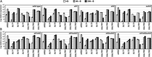 RT-qPCR for analysis of transcript accumulation in wild-type and mutant strains. The accumulation of ARS2, SLT1, SLT2, SLT3, SULTR1, SULTR2, and SULTR3 transcripts is shown in wild-type cells and in the single (slt1, slt2, sultr2; A), double (slt1slt2, slt1sultr2, slt2sultr2), and triple (slt1slt2sultr2) mutants (B). RNA samples were collected prior to, and 4 and 24 h after, the cells were transferred from TAP to TAP−S medium. Levels of individual transcripts are given as relative abundance with respect to that of the housekeeping control gene (CBLP).