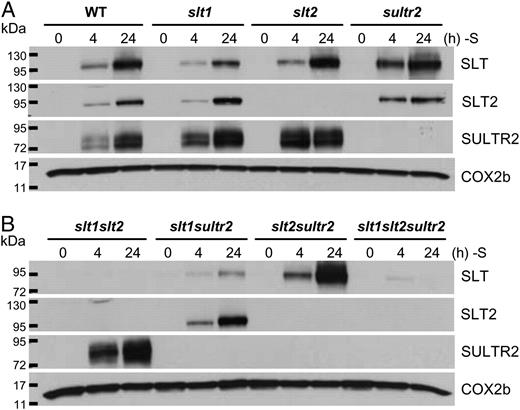 SULTR2, SLT1, and SLT2 polypeptide abundances in the SO4 2− transporter mutants. A, The wild type (WT) and single mutants. B, The double and triple mutants. The time courses show the accumulation of SLT1, SLT2, and SULTR2 polypeptides following transfer of cells from S-replete to S-deficient medium. Samples were taken prior to, and 4 and 24 h after, the cells were transferred. The COX2b protein served as a loading control.