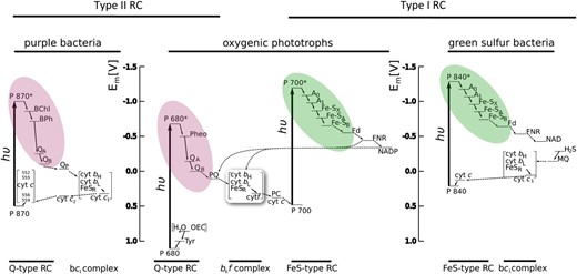 Electron transport diagram indicating the types or RCs and electron transport pathways found in different groups of photosynthetic organisms. The color coding is the same as for Figure 1 and highlights the electron acceptor portion of the RC. Figure courtesy of Martin Hohmann-Marriott.