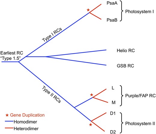 Schematic evolutionary tree showing the development of the different types of RC complexes in different types of photosynthetic organisms. This tree is based on structural comparisons of RCs by Sadekar et al. (2006). Blue color coding indicates protein homodimer, while red indicates protein heterodimer complexes. Red stars indicate gene duplication events that led to heterodimeric RCs. Helio, Heliobacteria; GSB, green sulfur bacteria; FAP, filamentous anoxygenic phototroph.