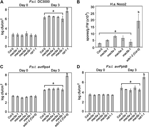 mac5a and mac5b mutants do not exhibit enhanced disease susceptibility. A, Growth of the bacterial pathogen P.s.t. DC3000 at 0 and 3 d postinoculation. Values represent averages of four replicates ± sd. Statistically significant groups were calculated using multiple unpaired Student’s t tests comparing the means of all samples; a indicates no significant difference compared with Col-0, and b indicates a statistically significant difference from group a (P < 0.0005). This experiment was repeated six times with similar results. cfu, Colony-forming units. B, Growth of H.a. isolate Noco2 at 7 d after infection with 2.5 × 104 spores mL−1 water. Values represent averages of four replicates of 20 seedlings each ± sd. Statistically significant groups were calculated using multiple unpaired Student’s t tests comparing the means of all samples; a indicates no significant difference compared with Col-0, and b indicates a statistically significant difference compared with group a (P < 0.005). This experiment was repeated three times with similar results. FW, Fresh weight. C and D, Growth of the bacterial pathogens P.s.t. avrRps4 and P.s.t. avrPphB at 0 and 3 d postinoculation. Values represent averages of four replicates ± sd. Statistically significant groups were calculated using multiple unpaired Student’s t tests comparing the means of all samples; a indicates no significant difference compared with Col-0, and b indicates a statistically significant difference from group a (P < 0.0001). These experiments were repeated six times with similar results.