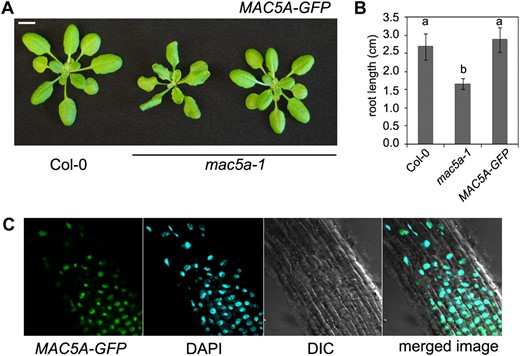Subcellular localization of MAC5A-GFP. A, Full-length genomic MAC5A-GFP driven by its native promoter complements mac5a-1 morphology. Soil-grown plants were photographed 4 weeks after germination. Bar = 1 cm. B, Root length assay demonstrating complementation of mac5a-1 by the MAC5A-GFP transgene. Plants were grown on MS medium supplemented with 0.5% Suc and 0.3% phytagel for 8 d. Values represent means of 10 replicates ± sd. Statistically significant groups were calculated using multiple unpaired Student’s t tests comparing the means of all samples against Col-0; a indicates no significant difference compared with Col-0, and b indicates a statistically significant difference from group a (P < 0.0001). This experiment was repeated three times with similar results. C, MAC5A-GFP localizes to the nucleus. Confocal microscopy was used to examine the localization of MAC5A-GFP in the transgenic line shown in A. Root cells from a representative line are shown. 4,6-Diamidino-2-phenylindole (DAPI) was used as a control for nuclear localization. DIC, Differential interference contrast.