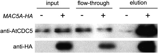 MAC5A-HA and AtCDC5 coimmunoprecipitate in planta. Total nuclear extracts were isolated from a complementing mac5a-1 transgenic line expressing PMAC5A-MAC5A-HA (+) and Col-0 (−). MAC5A-HA was immunoprecipitated using anti-HA microbeads. MAC5A-HA and AtCDC5 were detected in the eluted fractions (20× concentrated) by western-blot analysis using antibodies against HA or AtCDC5.