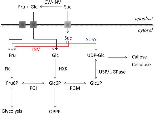 The pathways of Suc catabolism and the interconversion of components of the cytosolic hexose-phosphate pool. INV, Cytosolic invertase; CW-INV, cell wall invertase; HXK, hexokinase; FK, fructokinase; USP, UDP-sugar pyrophosphorylase; UGPase, UDP-Glc pyrophosphorylase; PGI, phosphoglucose isomerase; OPPP, oxidative pentose phosphate pathway.