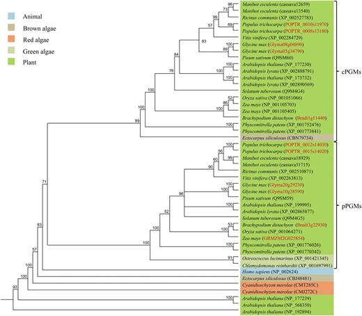 Unrooted phylogenetic tree of proteins annotated as PGMs from higher plants and algal species. Amino acid sequences were obtained from the National Center for Biotechnology Information database (www.ncbi.nlm.nih.gov; black accession nos.) or from the Phytozome database (www.phytozome.net; red accession nos.). Full-length sequences were aligned and used to construct a phylogenetic tree based on the genetic Jukes-Cantor distance-based model. PGMs fall into two distinct clusters within the plant kingdom. One cluster contains Arabidopsis PGM1 (NP_199995), known to be plastidial. The second cluster contains PGM2 (NP_177230) and PGM3 (NP_173732). All sequenced genomes analyzed contain at least one plastidial and one cytosolic PGM. Some species contain two closely related isoforms, indicating recent gene duplication events. The three Arabidopsis genes At1g70820 (NP_177239), At5g17530 (NP_568350), and At4g11570 (NP_192894) do not fall into either of these clusters, indicating that they may not code for PGMs. Numbers next to the branch points indicate bootstrap support for the robustness of the tree.