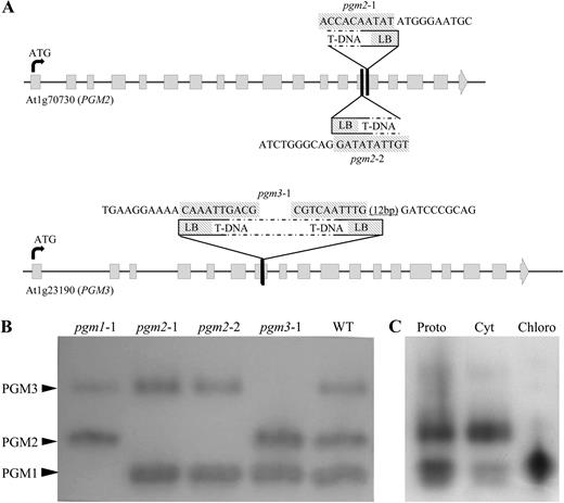 Gene structure and assignment of PGM activities to PGM2 and PGM3. A, Gene structure of the cytosolic PGMs showing similar exon/intron structure and the same number of exons. The exons are shown as boxes, and both genes are at the same scale. Triangles illustrate T-DNA insertion sites in exons of PGM2 and PGM3 in the mutant lines. T-DNA-specific sequences at the left border (LB) are given above (hatched boxes). The following sequence is gene specific. In the case of pgm3-1, the T-DNA has two left borders, suggesting a tandem inverted repeat. B, PGM isoform separation by native PAGE, followed by enzyme activity staining. Three distinct activities are visible. In each of the single mutants, one specific enzyme activity is completely missing. The band with the lowest mobility is assigned as PGM3, that with the highest mobility as PGM1, and the activity in between as PGM2. WT, Wild type. C, Protein localization of the PGMs in wild-type leaf extract. All three enzymes are contained in isolated protoplast (Proto). Protoplast fractionation into cytosol-enriched (Cyt) and chloroplast-enriched (Chloro) fractions shows PGM1 to be plastidial, whereas PGM2 and PGM3 are cytosolic.