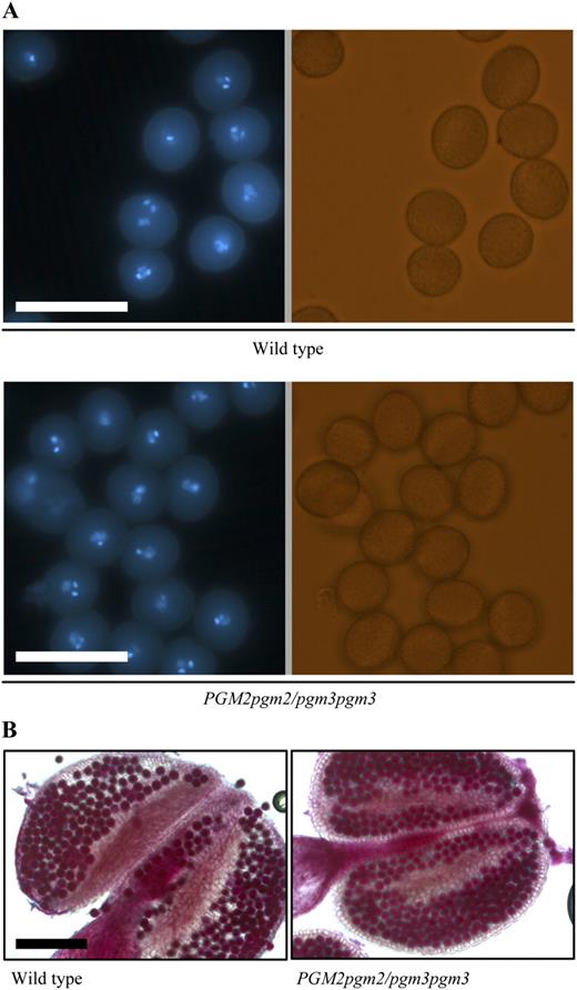Normal pollen phenotype of PGM2pgm2/pgm3pgm3 plants. Results for PGM2pgm2/pgm3pgm3 and pgm2pgm2/PGM3pgm3 mutants were the same. Only PGM2pgm2/pgm3pgm3 is shown. A, Fluorescence of mature pollen nuclei stained with DAPI (left) and differential interference contrast picture (right) of the same pollen. All pollen has one vegetative nucleus and two sperm nuclei, irrespective of the genotype. Bars = 50 μm. B, Alexander staining for viability of mature pollen. Viable pollen stains purple, whereas dead pollen would stain green. All pollen stained purple, irrespective of the genotype. Bar = 200 μm.
