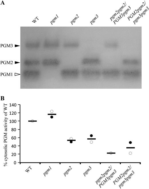 Total cPGM activity correlates to the number of wild-type (WT) alleles. A, Proteins were separated by native PAGE and stained for PGM activity. Homozygous single mutants (pgm1, pgm2, and pgm3) lack the corresponding enzyme activity completely, whereas plants with one functional allele (PGM2pgm2/pgm3pgm3 and pgm2pgm2/PGM3pgm3) have around half the activity of the corresponding single mutants in which two functional allele remains. B, Total cPGM activity (PGM3 plus PGM2) was quantified based on mean pixel density (see “Materials and Methods”) and expressed as percentage of the wild type. Two independent experiments (first, white circles; second, black circles) gave similar results. The mean of both experiments is shown as a horizontal black bar. Homozygous single mutants have about half the wild-type cPGM activity. Plants with only one functional cPGM allele have further reduced activity.