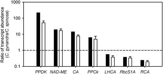 Massively parallel sequencing of mRNAs (RNA-Seq) and qPCR generate similar profiles of transcript abundance in C. gynandra and C. spinosa. Ratios of transcript abundance in C. gynandra and C. spinosa were calculated, and transcripts selected for this analysis spanned 4 orders of magnitude. CA, Carbonic anhydrase; PPCk, PEPC kinase; LHCA, light-harvesting complex subunit A; RbcS1a, ribulose bisphosphate carboxylase oxygenase 1a; RCA, Rubisco activase. Black bars represent data from RNA-Seq, and white bars represent data from qPCR. The horizontal dashed line represents a ratio of 1 and indicates no difference in transcript abundance between the two species.