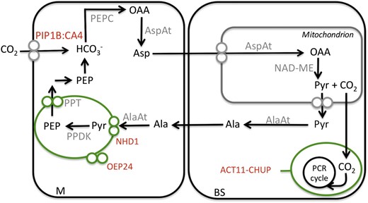 Schematic of components associated with the C4 cycle in the NAD-ME subtype based on interpretation of RNA-Seq. Proteins that have been described previously are in gray, and novel proteins are marked in red. Metabolites are in black. PIP1B:CA4, PIP1B plasma membrane aquaporin:membrane-tethered carbonic anhydrase; OAA, oxaloacetic acid; ACT11-CHUP11, ACTIN11-CHUP1 complex; Pyr, pyruvate; OEP24, chloroplast outer envelope protein 24.