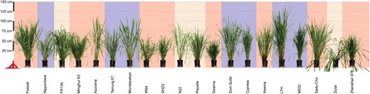 Diversity of morphological and physiological traits in the OryzaSNP set. Plants were photographed 100 d after sowing and are sorted by the weight of dry biomass at maturity (ordered highest to lowest from the left). Background color indicates varietal group, as described in Table I: red (indica), blue (japonica), and tan (aus).