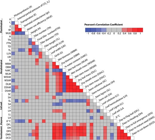 Heat map showing Pearson’s correlation coefficients for biomass traits. Self-self correlations are identified in white. Significant correlations (−0.44 ≤ r ≥ 0.44) are colored either in red (positive) or blue (negative) hues, while correlations that were not significant are shown in gray. Numerical values are shown in Supplemental Table S1.