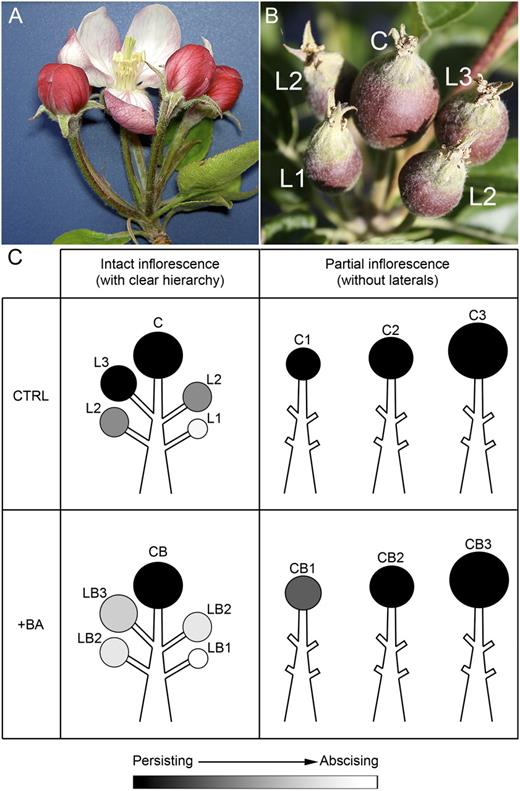 A, The apple corymb with the central flower at bloom, whose anticipation with respect to the lateral flowers is clearly visible. B, Apple cluster with a clear hierarchy, as indicated by progressive numbers (C, central fruitlet; L1, small lateral fruitlets; L2, medium lateral fruitlets; L3, big lateral fruitlets). C, Schematic representation of the different abscission potentials ascribed to fruitlets within either intact or partial inflorescence (black, strongly persisting; white, strongly abscising) of control (CTRL; top panels) or BA-treated (+BA; bottom panels) trees. Sample fruitlets were labeled according to their size, position within the cluster, and eventual treatment (L, lateral; C, central; B, treated with BA; 1, small size; 2, medium size; 3, big size).