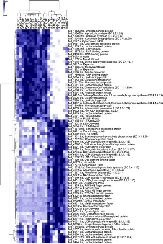 Hierarchical clustering of genes with expression levels in the cortex that are highly associated with the fruitlet abscission potentials. Only genes with a score of Z ≥ 7 are reported, according to the Globaltest analysis. Samples are reported on the top side of the heat map with the following codes: c, cortex; L, lateral; C, central; B, treated with BA. The first number indicates fruit size category: 1, small fruitlets; 3, big fruitlets. The second number indicates sampling time: 0, T0; 2, T2; 3, T3. NA, Naturally abscising; PP, probably persisting; SA, strongly abscising; SP, strongly persisting.