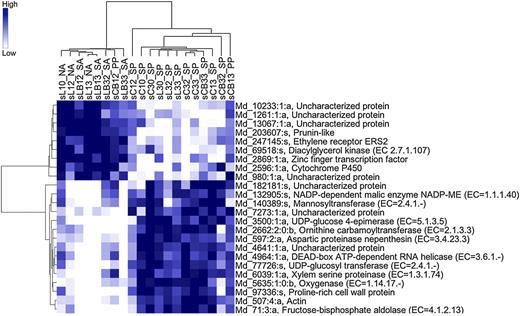 Hierarchical clustering of genes with expression levels in the seed that are highly associated with the fruitlet abscission potentials. Only genes with a score of Z ≥ 7 are reported, according to the Globaltest analysis. Samples are reported on the top side of the heat map with the following codes: s, seed; L, lateral; C, central; B, treated with BA. The first number indicates fruit size category: 1, small fruitlets; 3, big fruitlets. The second number indicates sampling time: 0, T0; 2, T2; 3, T3. NA, Naturally abscising; PP, probably persisting; SA, strongly abscising; SP, strongly persisting.