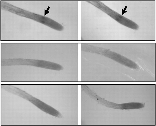 Location of transcription of the GSL7 gene in roots. Whole-mount preparations of roots were treated with antisense and sense probes from the GSL7 gene. A, Two examples of roots from wild-type plants probed with a 350-bp antisense probe. The arrows indicate two regions of hybridization within the root. B, Two examples of wild-type roots probed with a 350-bp sense probe. C, Two examples of roots from gsl7 mutant plants probed with a 350-bp antisense probe.