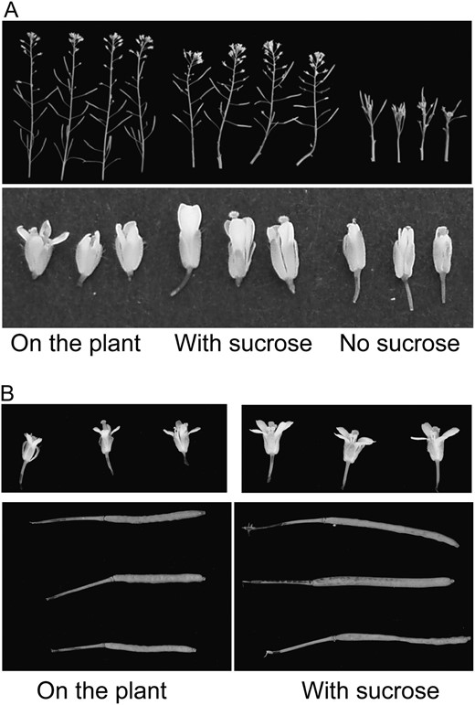 Effects of Suc feeding on the inflorescence of the gsl7 mutant. The apical 2 cm of flowering stems of half of a batch of gsl7 plants was harvested when flowering stems were approximately 10 cm in height, and the cut base was incubated in a solution with or without 167 mm Suc. Cultured stems and the remaining intact plants were held in the same environmental conditions for 7 d. A, Inflorescences (top) and flowers (bottom) of intact plants (left), stems cultured with Suc (middle), and stems cultured without Suc (right). B, Flowers (top) and siliques (bottom) from an experiment on a separately grown batch of plants. Left, Organs from intact plants; right, organs from stems cultured with Suc. The two images of flowers are the same magnification, as are the two images of siliques.