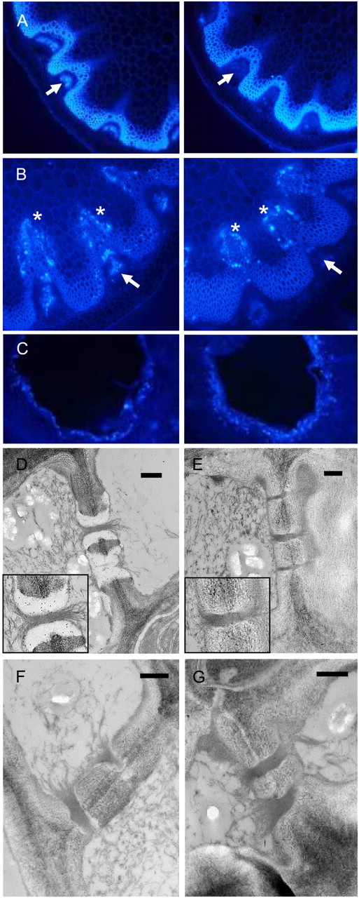 Loss of callose from the phloem in flowering stems of the gsl7 mutant. All images are representative of results obtained from several different wild-type and gsl7 mutant plants. The cell walls of the xylem and fibers are autofluorescent. A, The basal 1 to 2 cm of flowering stems from 45-d-old plants was excised, and hand-cut sections were stained with aniline blue and viewed with a UV epifluorescence microscope. Left, wild-type plant; right, gsl7 mutant plant. Arrows indicate the position of the phloem. Fluorescence indicating the presence of callose is associated with the phloem in the wild type but not in the gsl7 mutant. B, As in A, but excised stems were incubated in water for 18 h prior to staining. Left, wild-type plant; right, gsl7 mutant plant. Fluorescence indicating the presence of callose is associated with cells adjacent to the xylem in both wild-type and gsl7 mutant stems (asterisks) but is associated with the phloem only in wild-type stems (arrows). C, Fully expanded leaves from 42-d-old plants were punctured with a plastic tip and then harvested the next day, stained with aniline blue, and viewed with a UV epifluorescence microscope. Left, wild-type plant; right, gsl7 mutant plant. D to G, Electron micrographs of phloem elements in sections of the basal 1 to 2 cm of flowering stems from wild-type (D) and gsl7 mutant (E–G) 45-d-old plants excised directly into glutaraldehyde fixative. Sections in D and E are immunogold labeled with an anti-callose antiserum. Note the presence of gold particles in the electron-transparent sieve plate lining of wild-type plants and their absence from an equivalent position in mutant plants (compare enlarged insets in D and E). Bars = 500 nm.