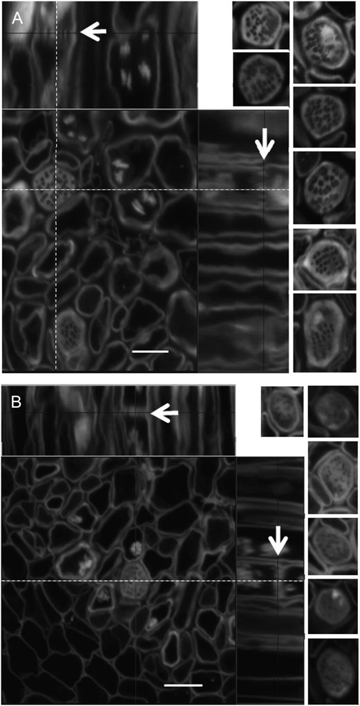 Sieve plate pores in the base of the stem are small or partially occluded in the gsl7 mutant. Main images are confocal laser scanning micrographs of thick sections from the basal 4 cm of the flowering stems of 6-week-old plants. At this stage, wild-type stems were approximately 13 cm high and gsl7 mutant stems were 10 to 11 cm high (Supplemental Fig. S3). Images were processed using Zeiss LSM Image Browser software. Sieve elements are seen in transverse section and as longitudinal projections (top and right). The dotted lines indicate the positions of the longitudinal sections with respect to the transverse sections. The arrows in the longitudinal sections are positioned at the plane of the transverse section and indicate the same sieve plate. The small images to the left of the main images are typical individual sieve plates seen in transverse sections, taken from independent preparations of stems from three different batches of plants in the wild type and two batches in the case of gsl7 mutant plants. All images are at the same scale. A, The wild type. B, The gsl7 mutant. Note that sieve plate pores are smaller in diameter in all mutant examples than in wild-type examples. Bars = 5 μm.