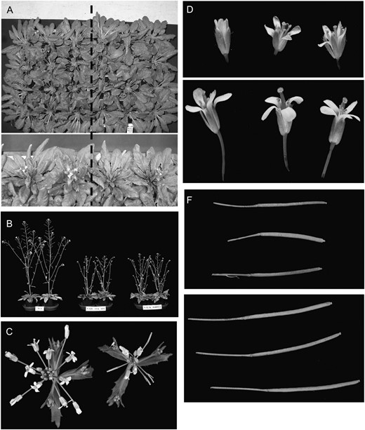 Vegetative and reproductive growth of the gsl7 mutant. A, Top, plants after 45 d of growth in 8 h of light and 16 h of dark; bottom, plants after about 35 d of growth in 12 h of light and 12 h of dark. Plants to the left of the dashed line are the wild type, and those to the right are gsl7 mutants grown in the same tray. B, Plants of the wild type (left), gsl7-1 (middle), and gsl7-2 (right) after 49 d of growth in 12 h of light and 12 h of dark. C, Apex of flowering stems after 42 d of growth of wild-type (left) and gsl7 mutant (right) plants photographed from above. Photographs of plants of this age from the side are shown in Supplemental Figure S4. D, Typical flowers from the apex of the flowering stem after 42 d of growth from a gsl7 mutant (top) and a wild-type (bottom) plant. The two images are at the same magnification. E, Fully expanded siliques from flowering stems after 42 d of growth from a gsl7 mutant (top) and a wild-type (bottom) plant. The two images are at the same magnification.