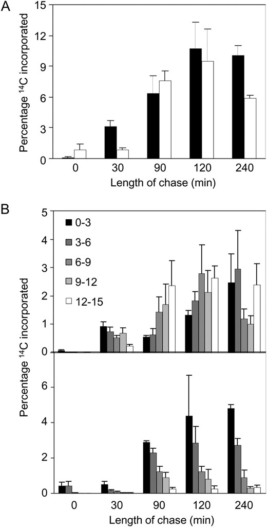Rates of 14C movement in the flowering stem are very different in wild-type and gsl7 mutant plants. A 5-min pulse of 14CO2 was supplied to a mature leaf of plants with flowering stems 15 cm high, and then plants were incubated in normal air for up to 240 min. Plants were harvested immediately after the pulse and at intervals thereafter. 14C was measured in the supplied leaf and in 3-cm sections of the stem, and contents of stem sections are expressed as percentages of the total 14C content (sum of supplied leaf and stem contents). Values are means of measurements on five plants for each time point, and se is indicated. A, Percentage of 14C present in the stem. Black bars, the wild-type; white bars, the gsl7 mutant. B, Percentage of 14C present in successive 3-cm sections of the stem. Section 0 to 3 is the basal section, and section 12 to 15 is the top section. Top graph, wild-type plants; bottom graph, gsl7 mutant plants.