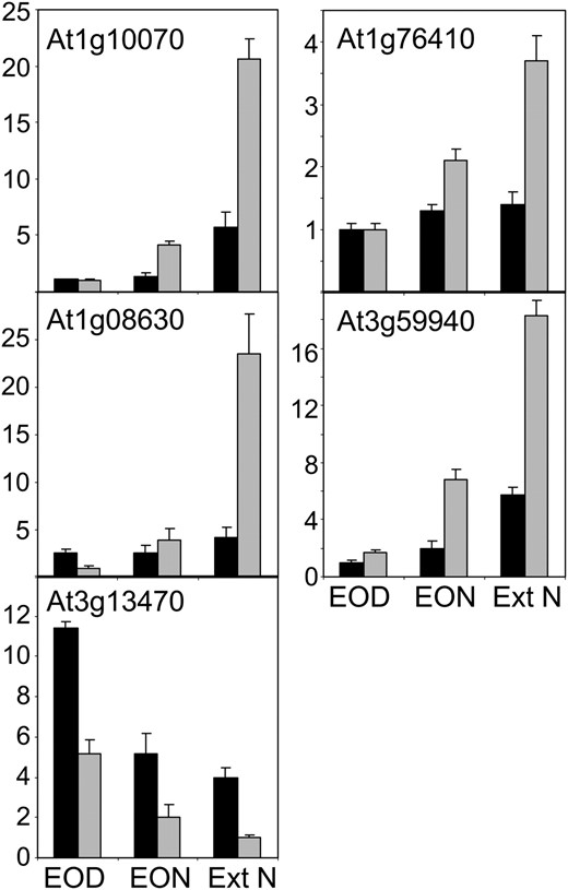Expression of starvation marker genes in the apices of flowering stems of mutant and wild-type plants. Plants were grown for 42 d in 12 h of light and 12 h of dark. Samples were harvested at the end of the night (EON), end of the day (EOD), and after a 4-h extension of the night (Ext N). Each sample consisted of four flower heads (approximately the apical 1 cm of the main stem, consisting of the terminal cluster of flowers and buds). Total RNA was extracted, cDNA was synthesized, and transcript levels were measured by quantitative real-time PCR and normalized against a UBIQUITIN10 control. Details of genes are given in Supplemental Table S4. Values are means of measurements on five samples per time point, and sd is indicated. Black bars, the wild type; gray bars, the gsl7 mutant.