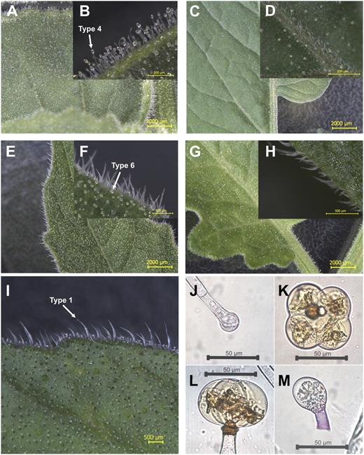 Glandular trichome density and distribution among four of the five Solanum species used in this study. A, S. pennellii accession LA0716 leaf. B, A closer look at S. pennellii glandular trichomes. C, S. pimpinellifolium accession LA1589 leaf. D, A closer look at S. pimpinellifolium glandular trichomes. E, S. habrochaites accession LA1777 leaf. F, A closer look at S. habrochaites glandular trichomes. G, S. arcanum accession LA1708 leaf. H, A closer look at S. arcanum glandular trichomes. I, S. lycopersicum accession LA3475 (M82) leaf. J to M, S. lycopersicum glandular trichomes. J, Type 1. K and L, Type 6. M, Type 7.