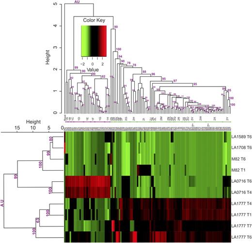 Two-way cluster analysis of normalized LC-MS metabolite peak areas from Solanum glandular trichomes. In the heat-map plot, each column represents a feature, and the dendrogram of cluster tree for features is displayed at the top; each row represents a species/trichome type, and the dendrogram of cluster tree for types is displayed on the left margin. Dendrograms and bootstrap values (magenta numbers) are calculated using the R package pvclust (Shimodaira, 2002, 2004). Four-digit numbers along the top edge of the heat map indicate unique metabolite identifiers listed in Supplemental Figure S1. Two-digit alpha-numeric identifiers (1A–1H, 2A–2Y) immediately below the top dendrogram indicate metabolite clusters also listed in Supplemental Figures S1 and S2. Accession numbers represent the Solanum species examined: LA1589, S. pimpinellifolium; LA1777, S. habrochaites; LA0716, S. pennellii; LA1708, S. arcanum; M82, S. lycopersicum.