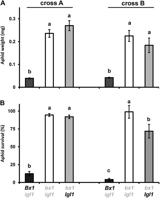 Contribution of Bx1 and Igl to basal resistance against the cereal aphid R. padi. Batches of neonate nymphs in clip cages were allowed to feed for 7 d from the first leaf of igl mutant lines, bx1 mutant lines, and bx1 igl double mutant lines, which had been selected from two independent crosses between the bx1 mutant and igl mutant of maize. A, Average weights (±sem; n = 15) of neonate nymphs after 7 d. B, Average percentages of batch survival (±sem) after 7 d. Different letters indicate statistically significant differences (ANOVA, followed by Fisher’s lsd test; α = 0.05). Wild-type alleles are indicated in black and mutant alleles in gray. The comparison between igl and bx1 igl mutant lines was repeated in two additional experiments with similar results.