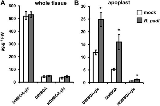 HPLC-DAD quantification of DIMBOA-glc, DIMBOA, and HDMBOA-glc in whole-tissue extracts (A) and apoplastic extracts (B) from mock- and R. padi-infested maize leaves. Material was collected at 48 h after aphid feeding in clip cages. Mock treatments consisted of clip cages without aphids. Data represent mean values in μg g−1 fresh weight (±sem) from four biologically replicated leaf samples. Asterisks indicate statistically significant differences compared to mock-treated leaves (Student’s t test; α = 0.05). The experiment was repeated with similar results.