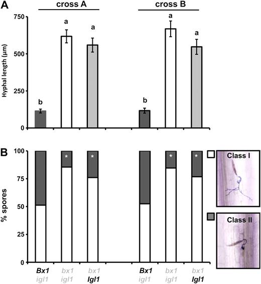 Contribution of Bx1 and Igl to penetration resistance against the necrotrophic fungus S. turcica. Leaves of igl mutant lines, bx1 mutant lines, and bx1 igl double mutant lines were inoculated with 5 × 104 spores mL−1 and 3 d later collected for lactophenol trypan blue staining and microscopy analysis. A, Average hyphal lengths (μm) emerging from fungal spores (±sem) in the epidermal cell layer. Different letters indicate statistically significant differences (ANOVA, followed by Fisher’s lsd test; α = 0.05; n = 16). B, Frequency distributions between developing germination hyphae (class I; white) and arrested germination hyphae (class II; gray). Asterisks indicate statistically significant differences compared to BX-producing igl mutant lines from each cross (χ2 test; α = 0.05; n = 16). The comparison between igl and bx1 igl mutant lines was repeated in two additional experiments with similar results.