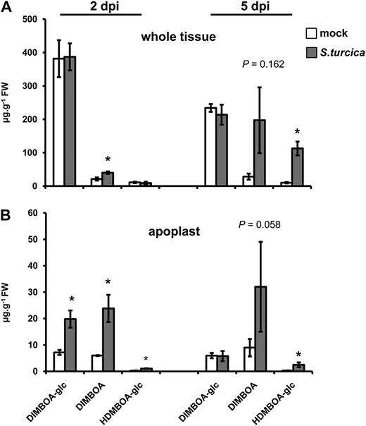 HPLC-DAD quantification of DIMBOA-glc, DIMBOA, and HDMBOA-glc in whole-tissue extracts (A) and apoplastic extracts (B) from mock- and S. turcica-inoculated maize leaves. Material was collected at 2 and 5 dpi. Data represent means in μg g−1 fresh weight (±sem) from three biologically replicated samples. Asterisks indicate statistically significant differences compared to mock-treated leaves (Student’s t test; α = 0.05). P values indicate levels of statistical significance.